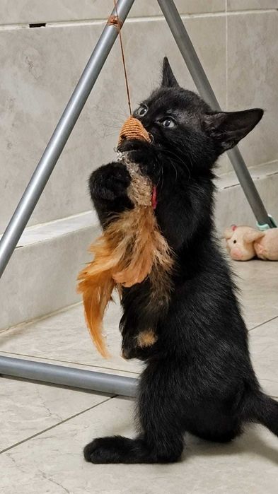 Подарю котят в хорошие руки