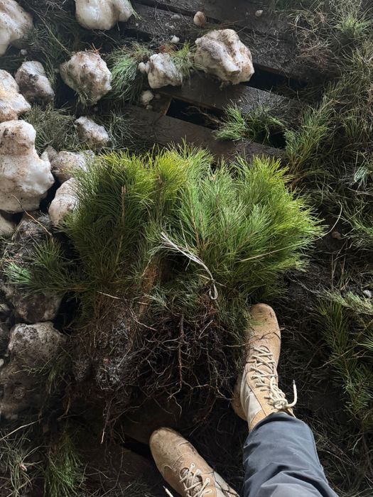 Сеянцы сосны 3-х лет