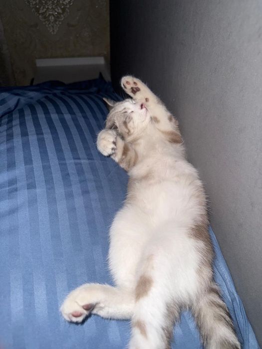Отдам котенка девочку (3,5 месяца)