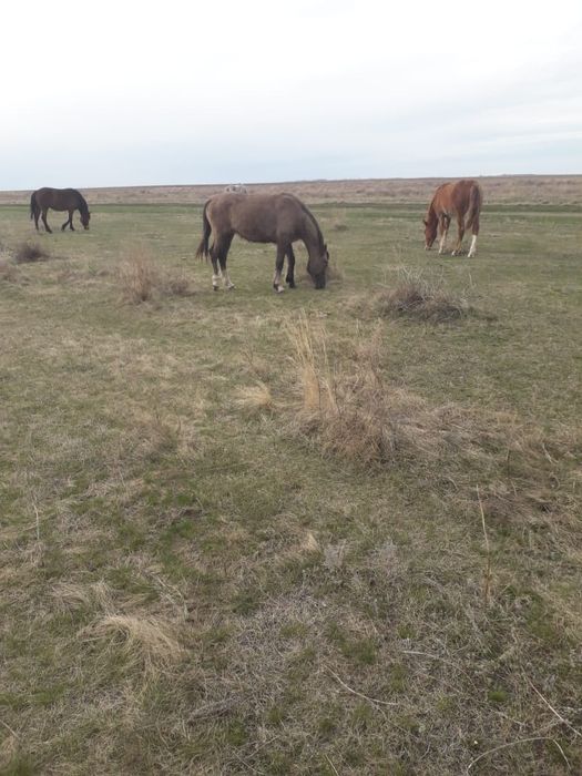 Продам кобылку 2 года