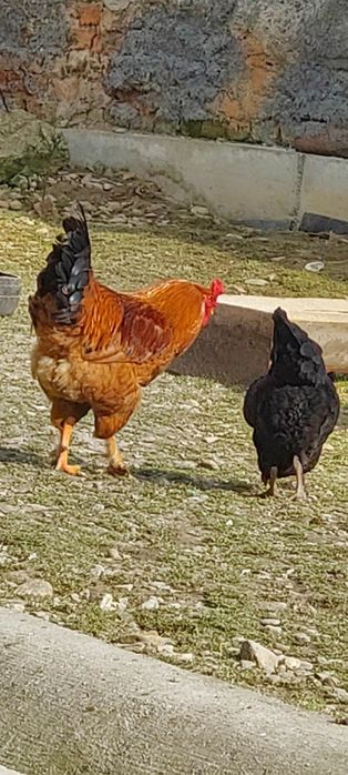 Cocoș de casa crescut natural