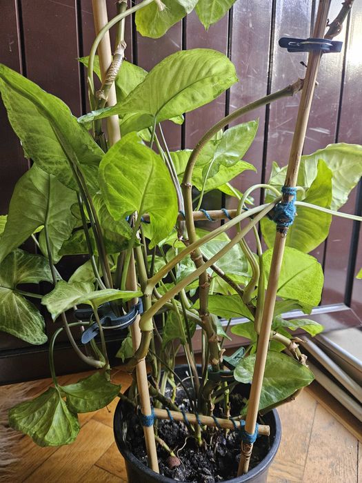 Syngonium Arrow planta sageata - exemplar mare cu suport bambus