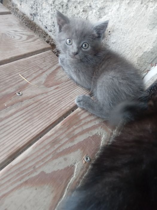 Отдам      котят