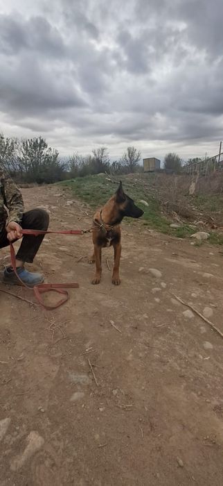 Белгиская окарачка