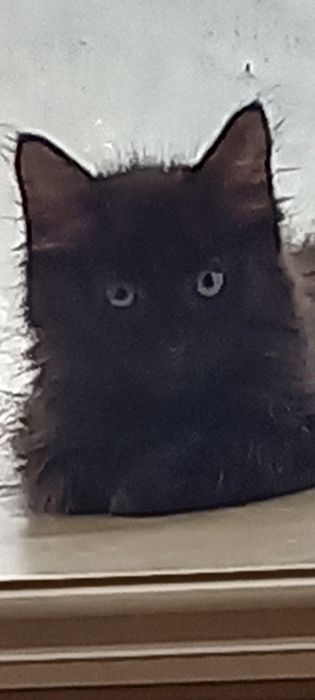 Котята мейнкун плюс камышовая