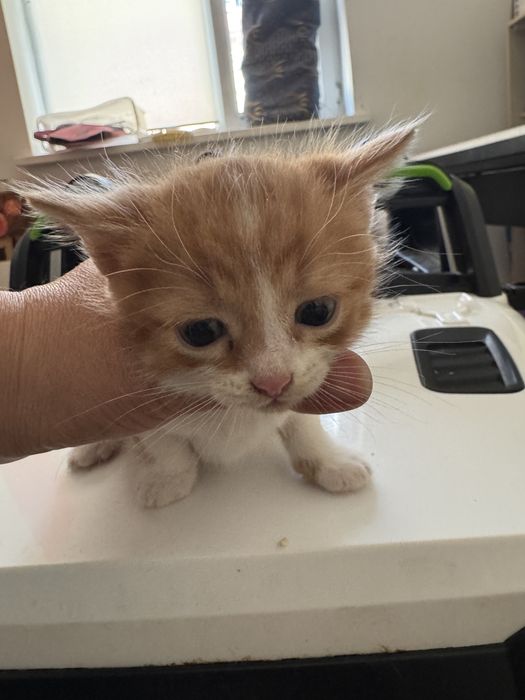 Котята бесплатно