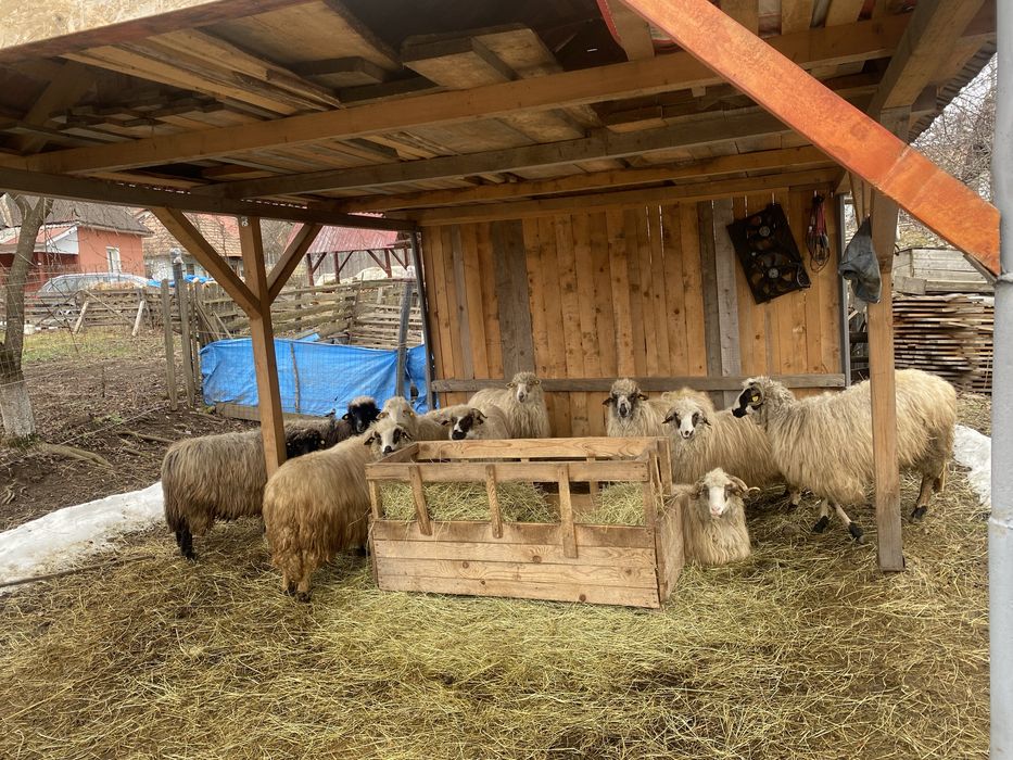 Vând 10 buc , oi !urgent