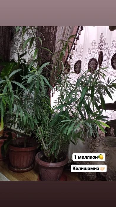 Продам большие декоративные цветы для офиса