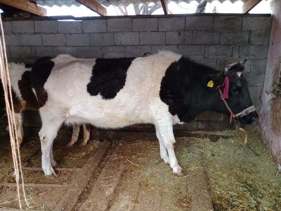 Сиыр   сатылады.