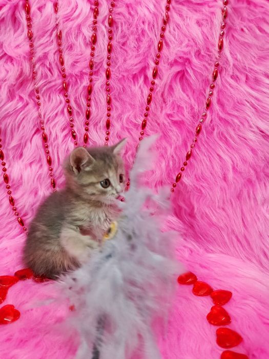 Продам шотландских девочек