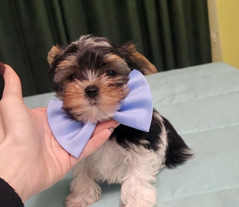 Йорки бебе йоркширски териер момче