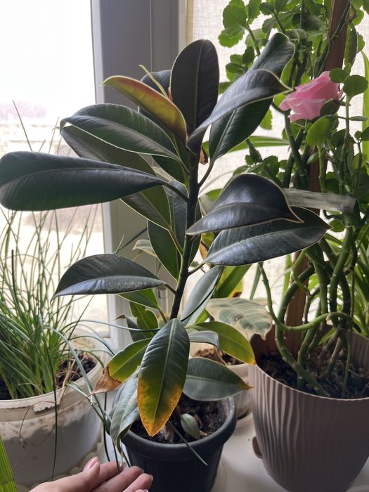 все цветки дам на 30 000