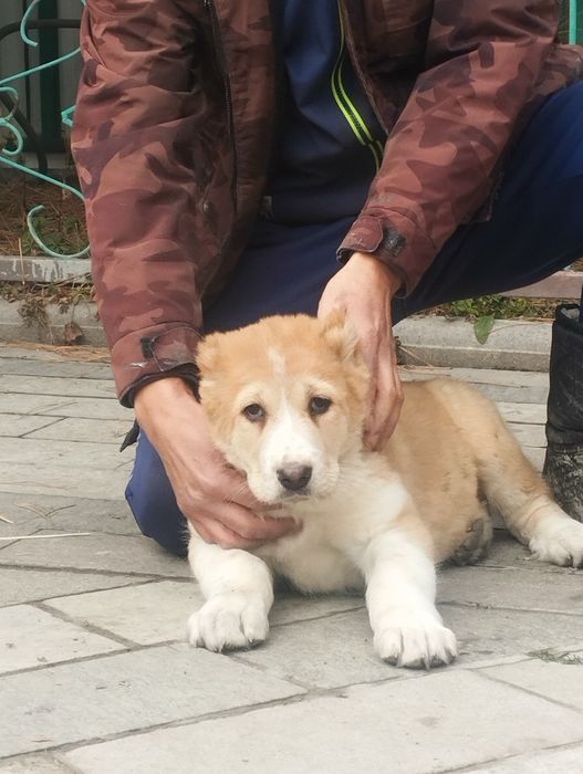 САО тобет алабай