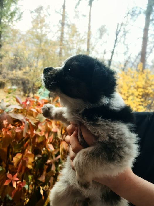Щенки за шоколадку.  В самые добрые ручки.
