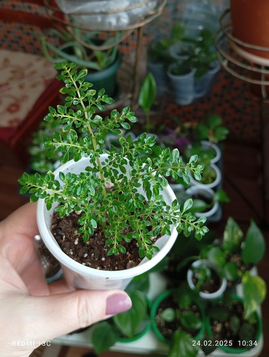 Отростки комнатных растений