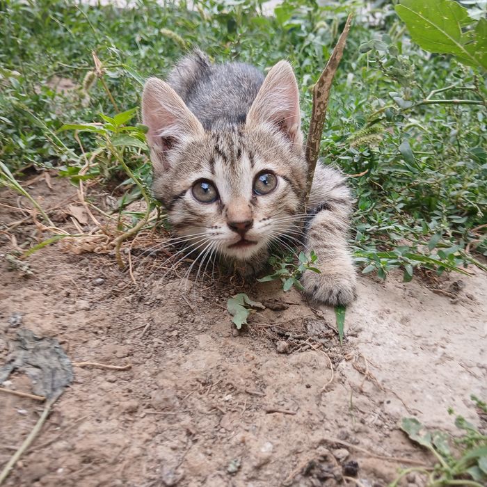 котята, отдам даром