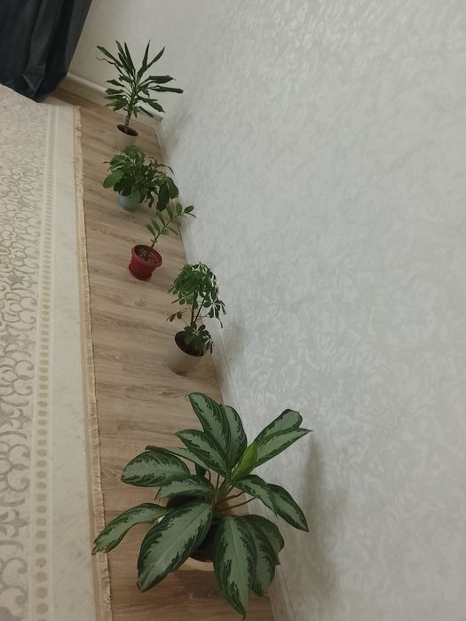 Продам домашние цветы
