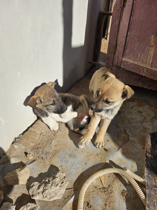 Кушиклер ди бесплатно берип жиберемиз