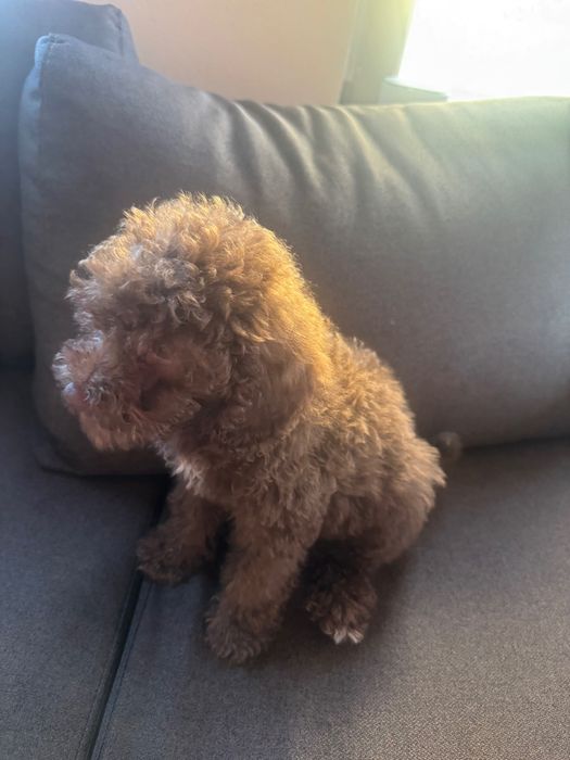 Той пудел на 2 месеца и половина