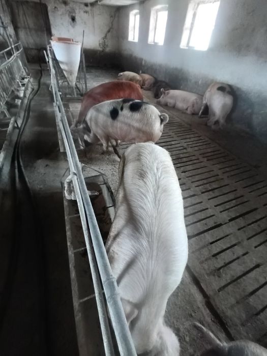 Продавам Угоени прасета