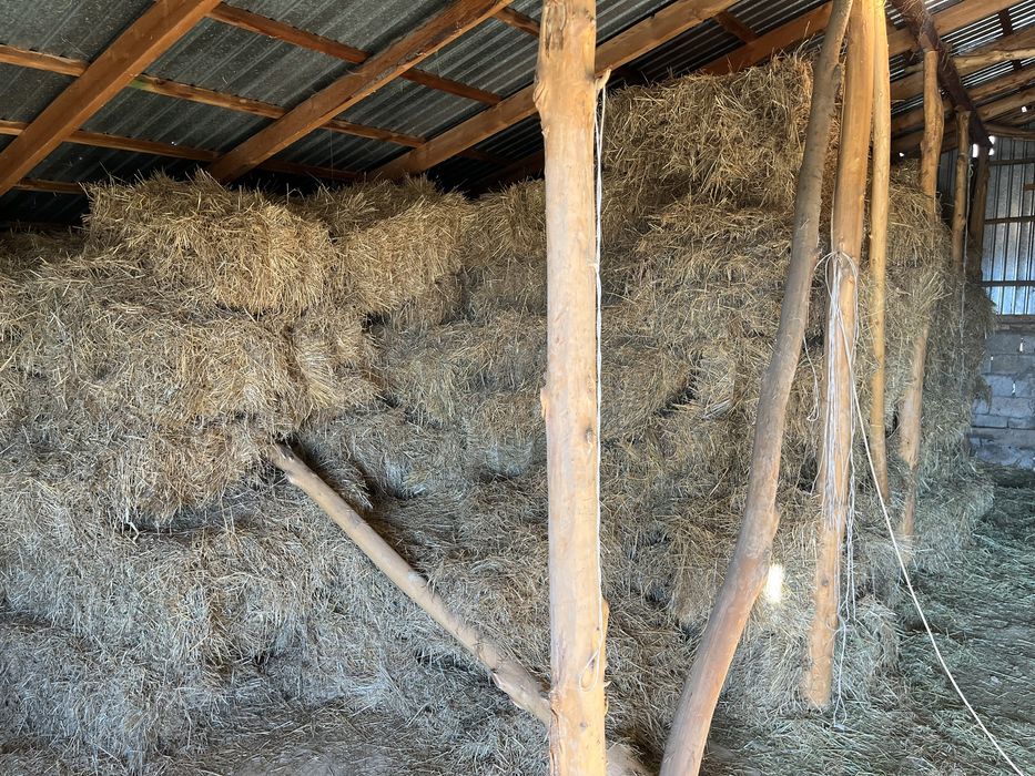 Шөп сатылады таза