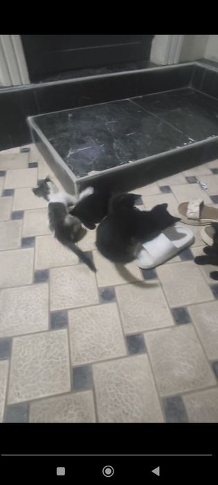 Mushuk bolalari tekinga faqat boqadigan qaridigan inson bosa