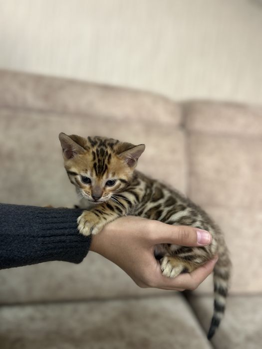 Бенгальские котята