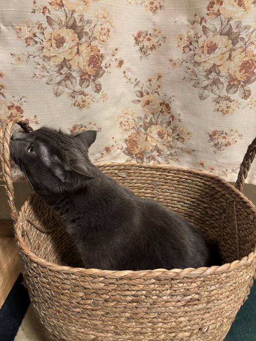 Пропал кот! г.Алматы