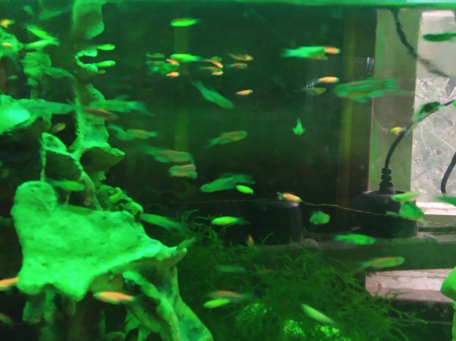 Рибки Гупи,Хелери,Молинезии,Данио,Сом Анциструс.