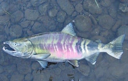 Кета, кижуч, горбуша, сиг, голец и т. Д.