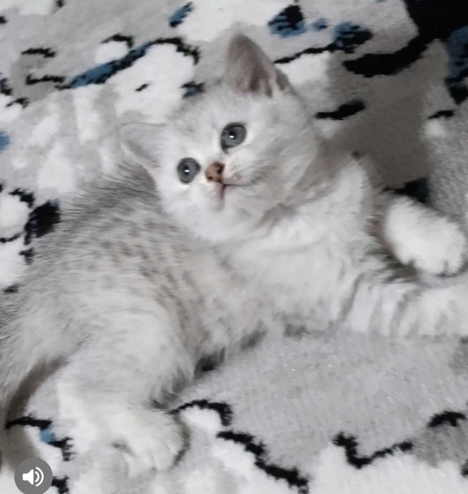 Britanskiy shinshilla