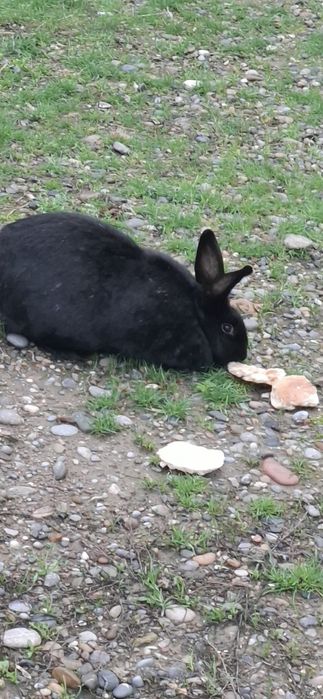 Кролики  кролик қоян ұрғашы