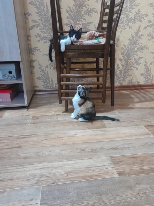 Отдам котят в добрые руки