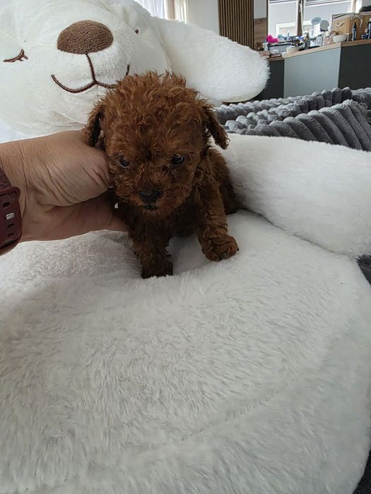 Пудел тийкъп момче с документ за произход