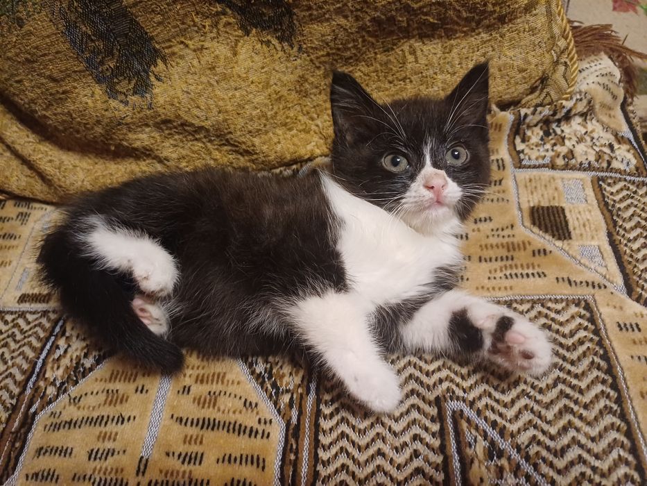 Котёнок мальчик б/п