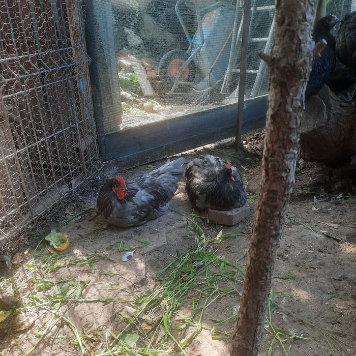 Cocos australorp de 6 luni 10 buc