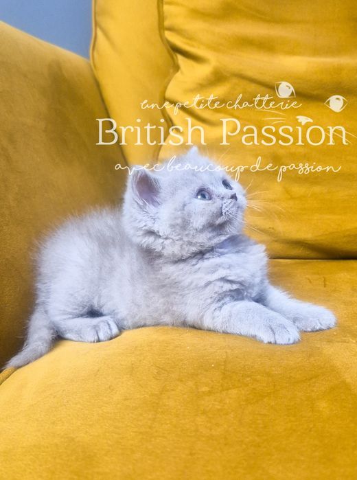British Shorthair Lilac - femela cu Pedigree!