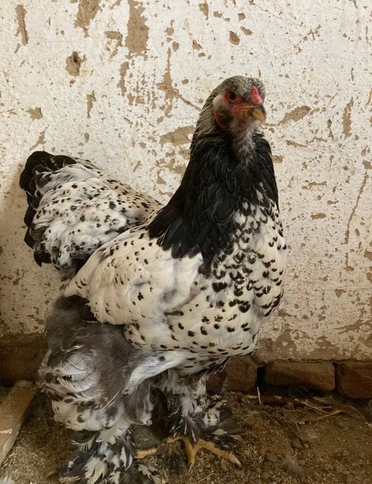 Brama tochkali jõja va tuxumlar