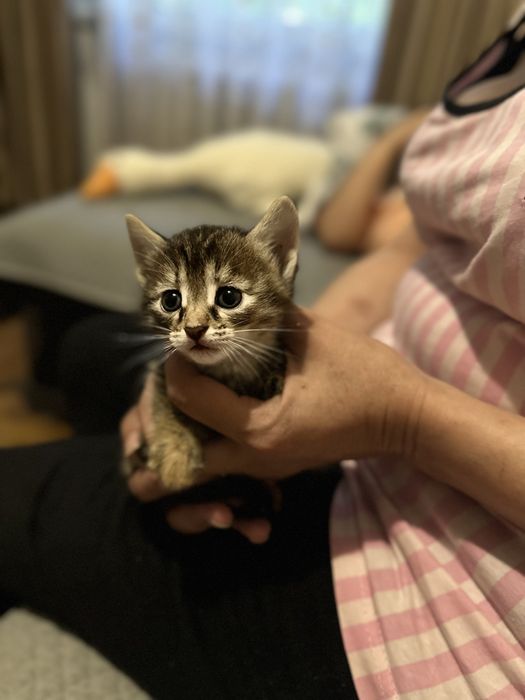 Котята бесплатно