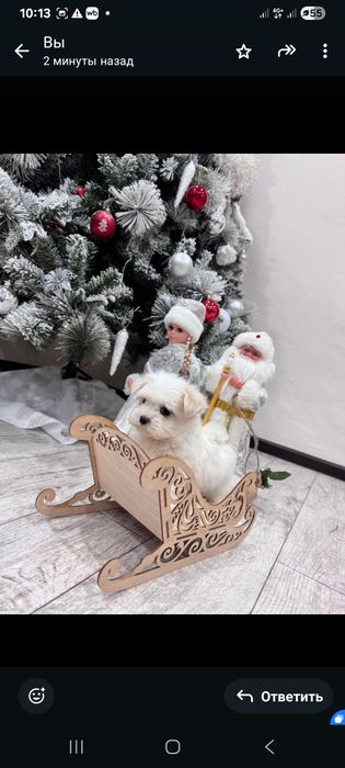 Милая мальтийская балонка