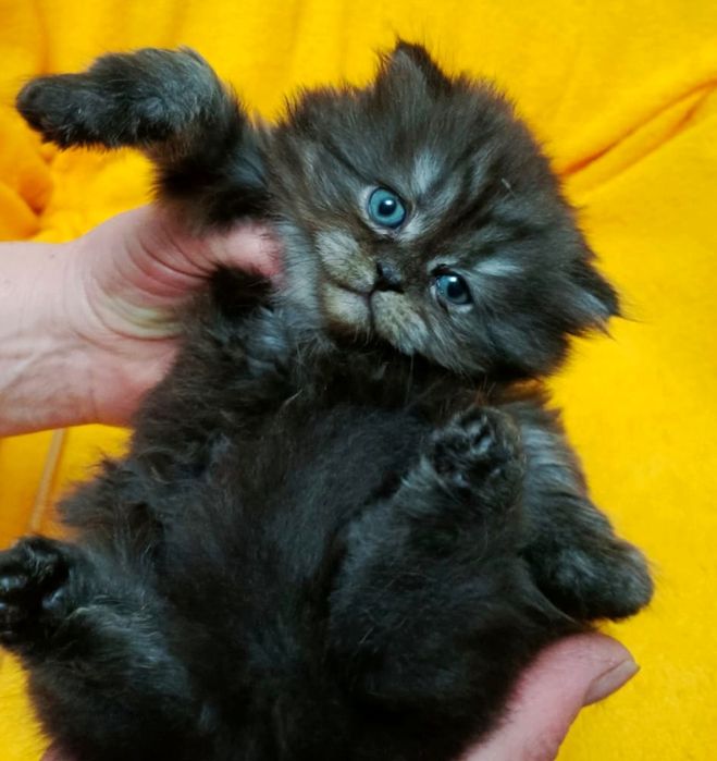 Британские котята