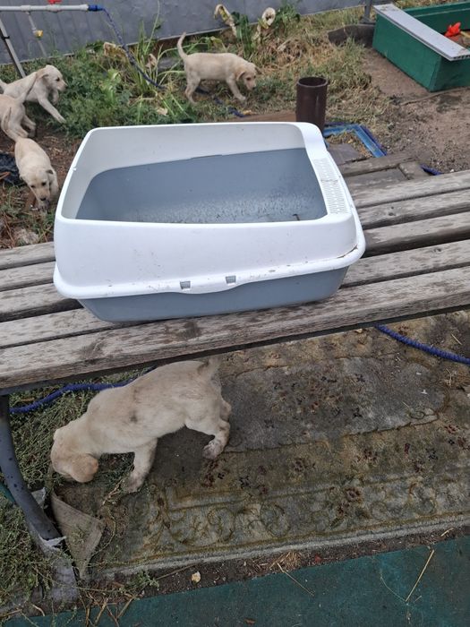 Продам лоток для кошек