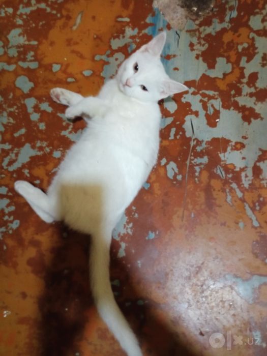 Котята наполовину вислоушки