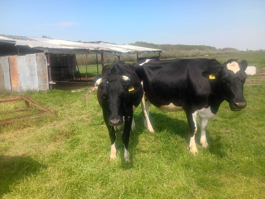 Animale vaci de lapte