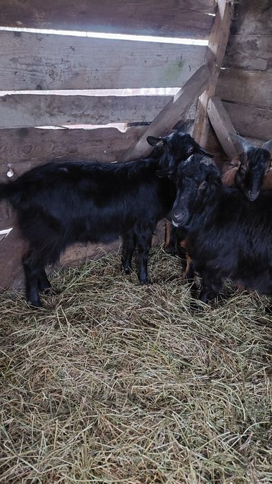 Capre tinere gestante