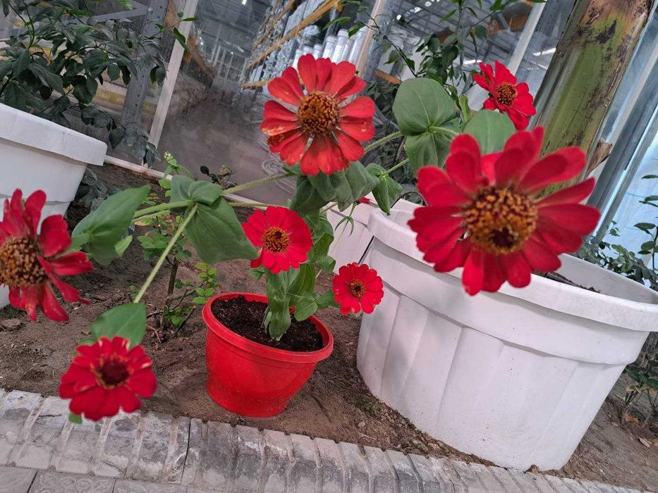 Декоративные цветы