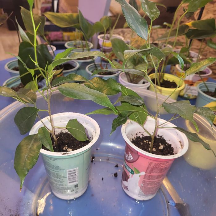 Отростки комнатных растений