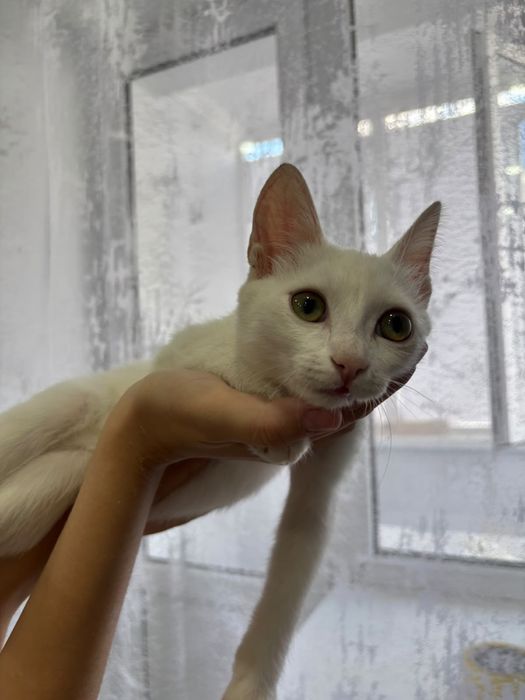 Ищем заботливых хозяев котику