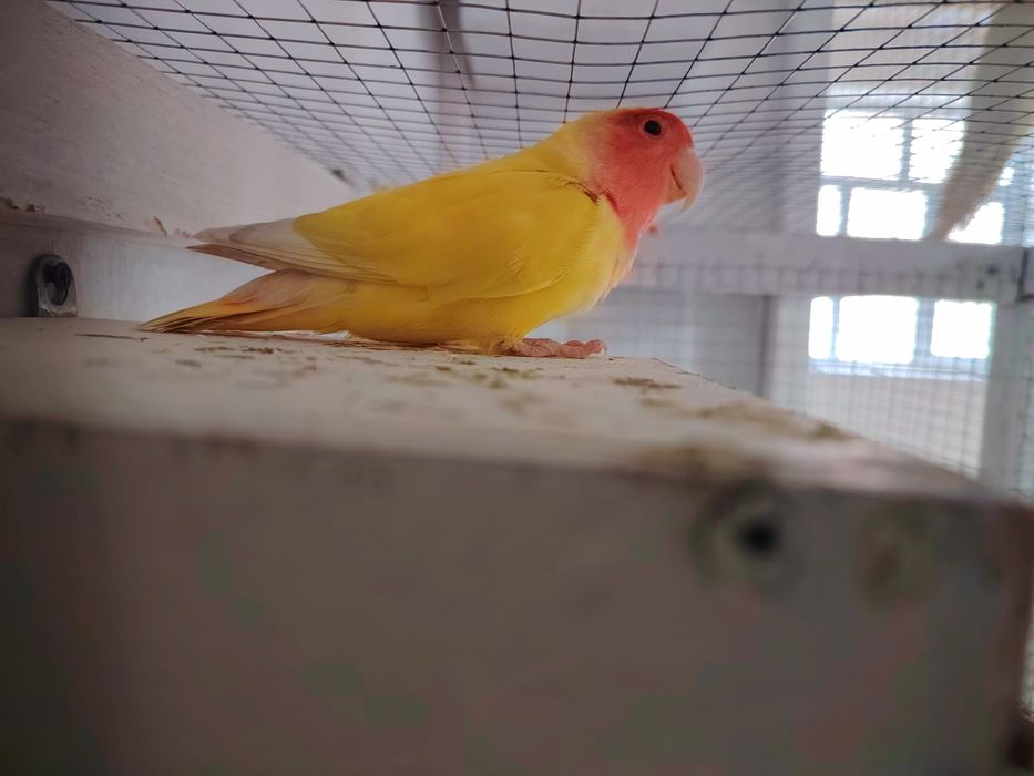 Nerazlushkalar. Неразлучники