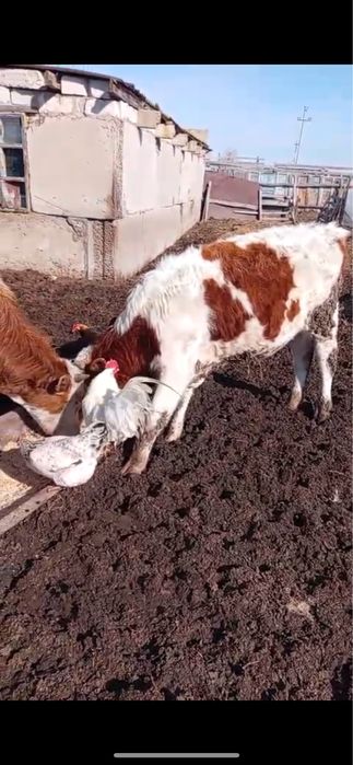 Продам бычков на откорме